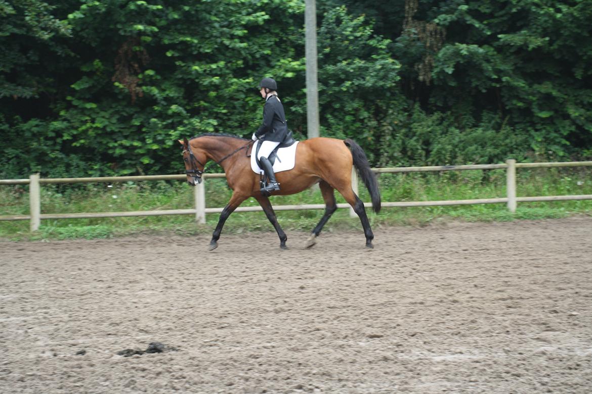 Dansk Varmblod Sascha - vores første stævne.  billede 8