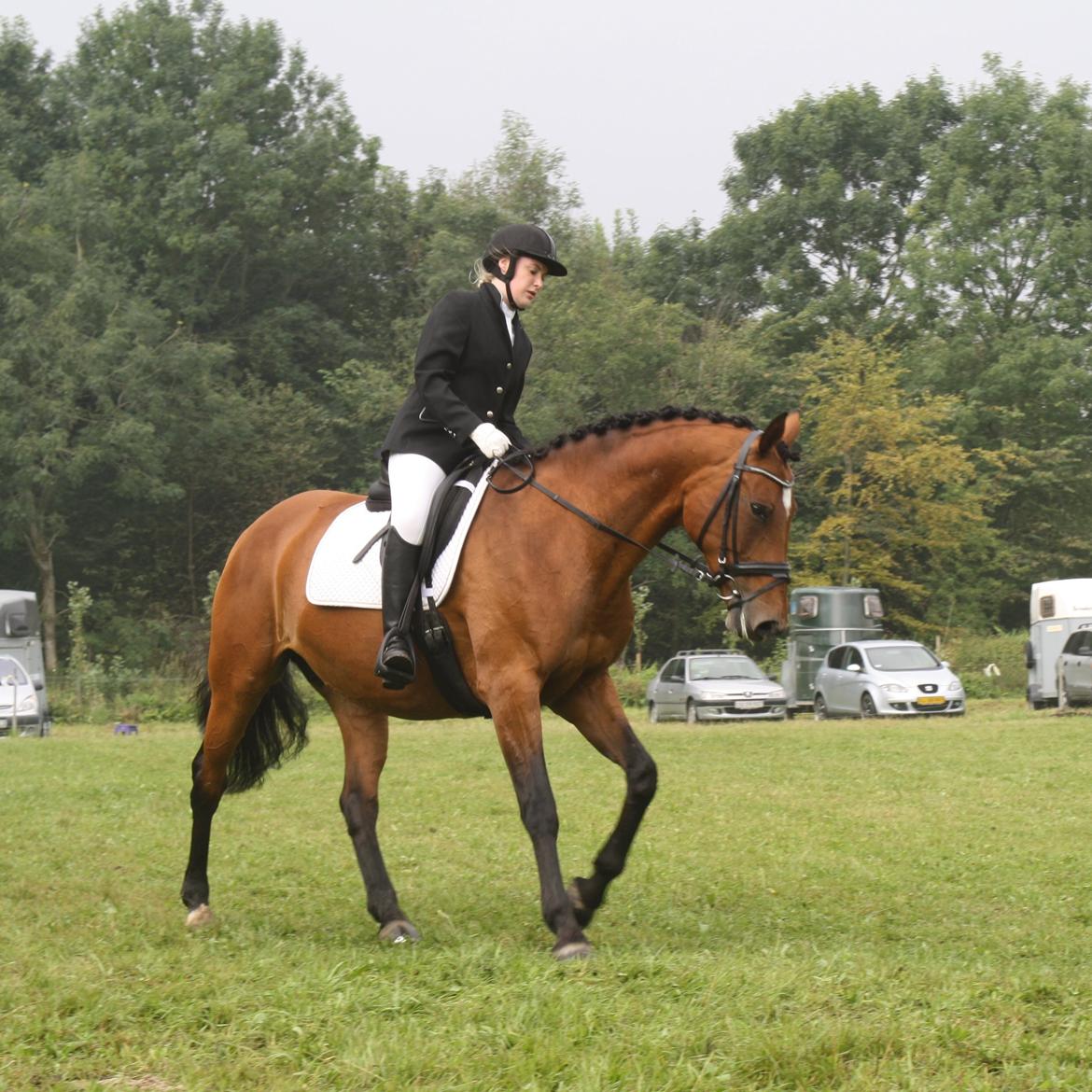 Dansk Varmblod Sascha - vores første stævne.  billede 11