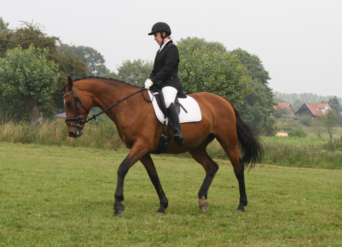 Dansk Varmblod Sascha - Vores første stævne. billede 13