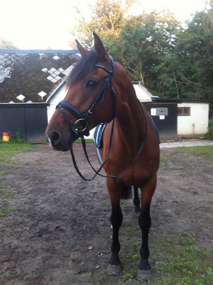 Dansk Varmblod Sascha billede 14