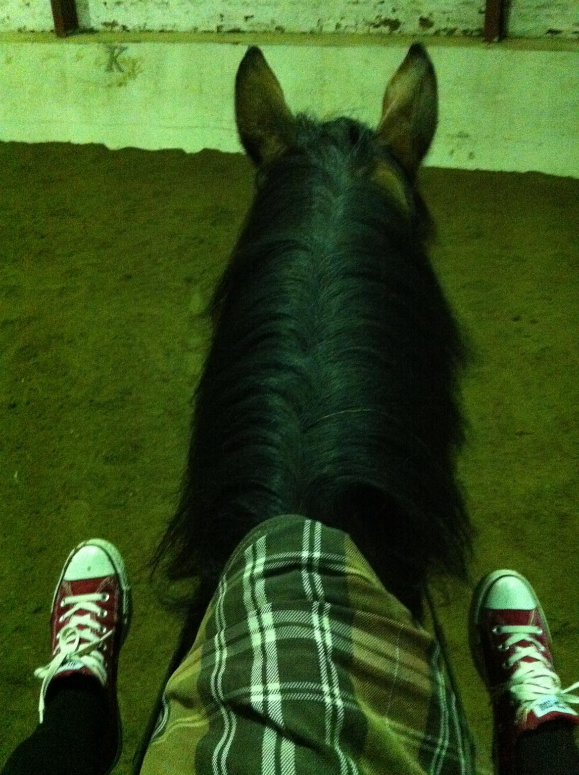 Dansk Varmblod Sascha - Uden sadel, er bare skønt!  billede 15