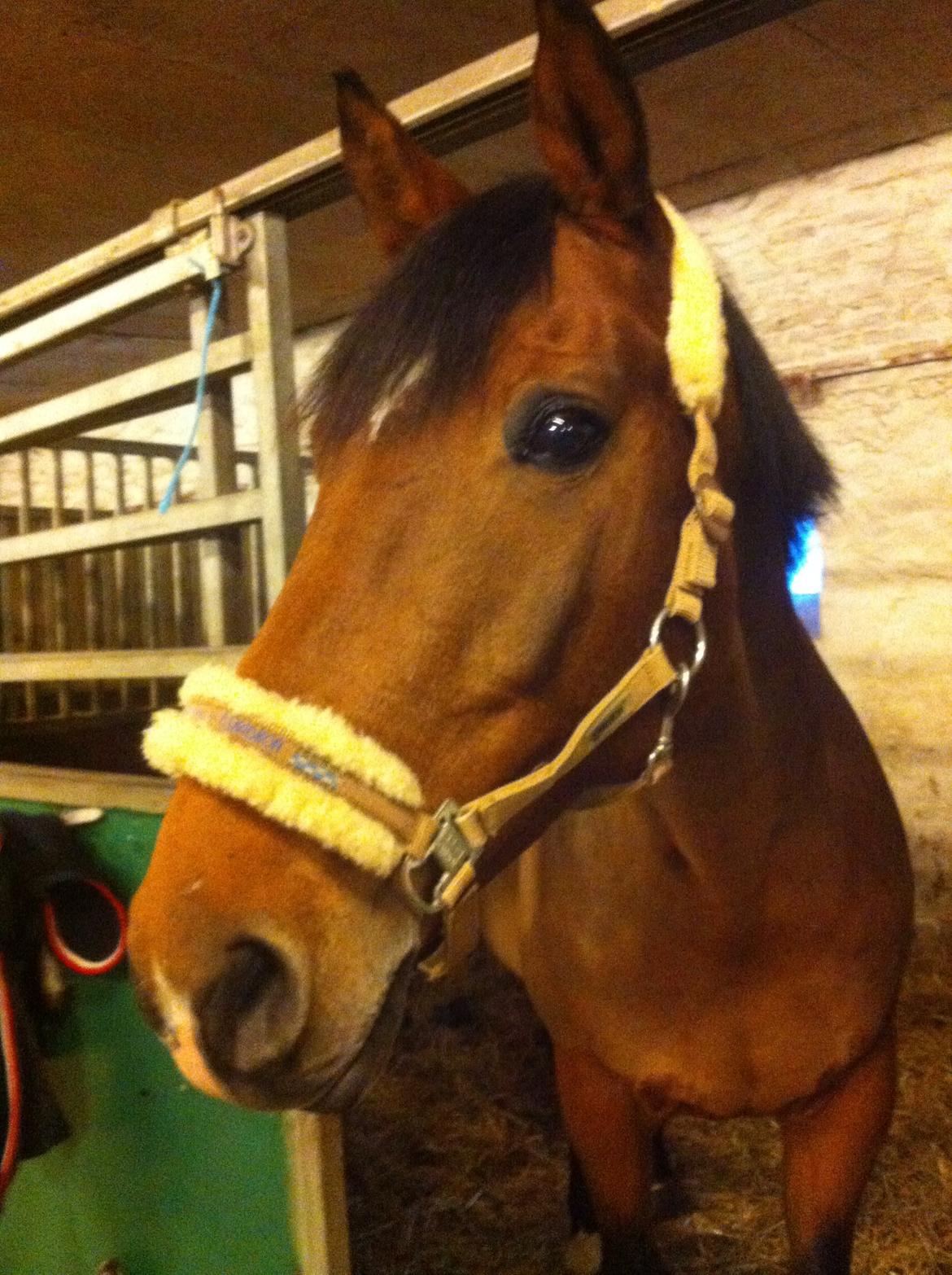 Dansk Varmblod Sascha billede 18