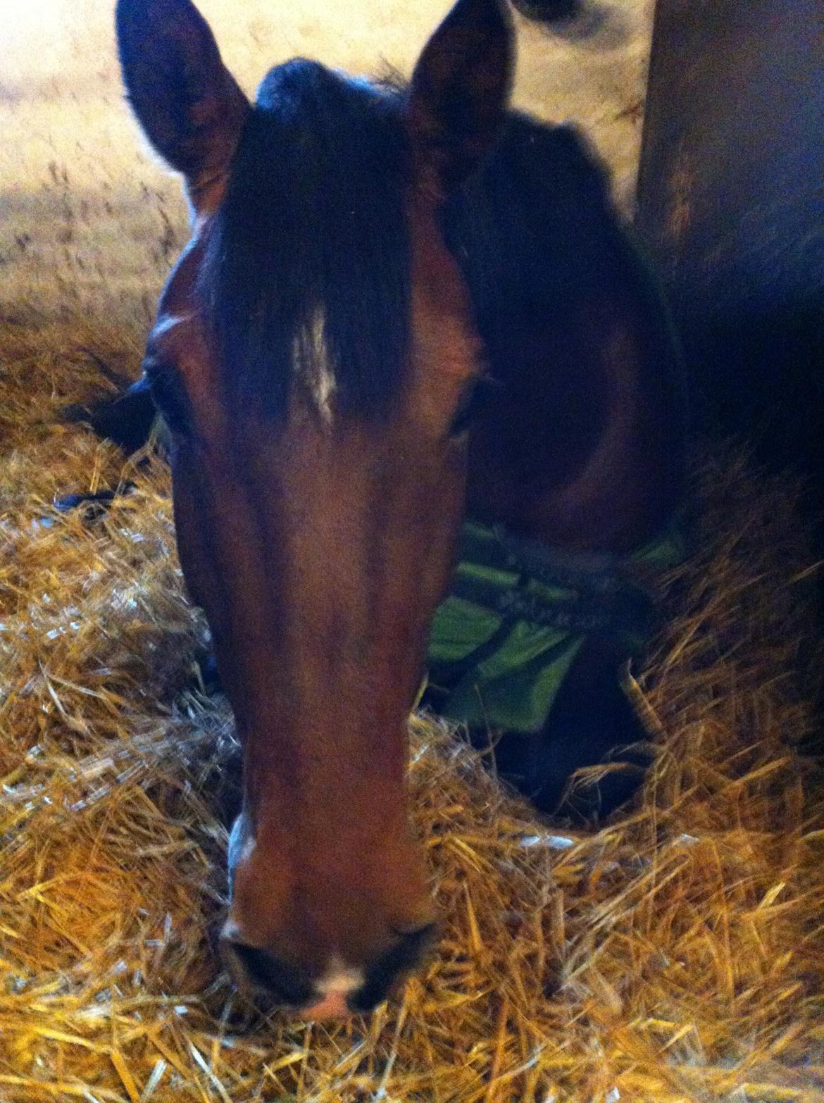 Dansk Varmblod Sascha billede 16