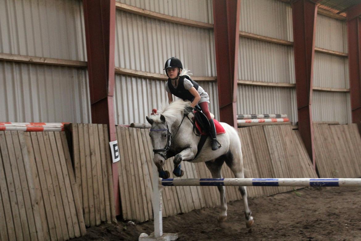 Knabstrupper Prins - 19/9-14: Springtræning billede 10