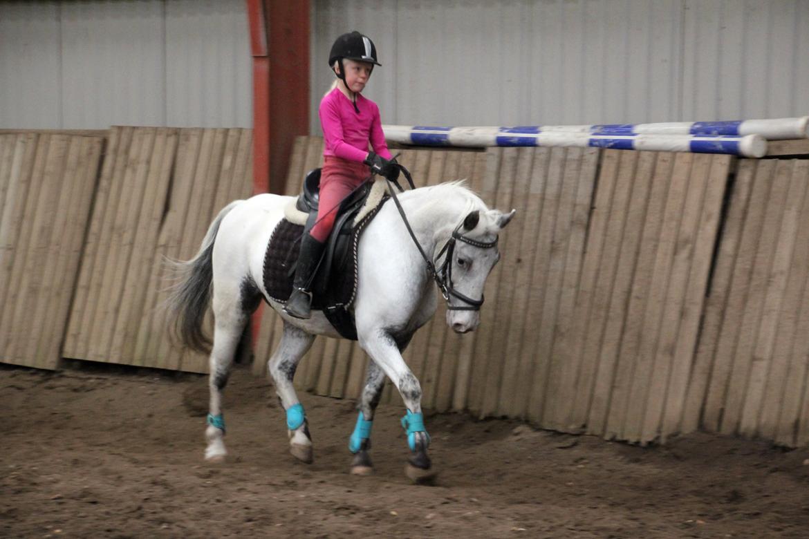 Knabstrupper Prins - 5/10-14: Dressurtræningen skrider fremad. billede 11