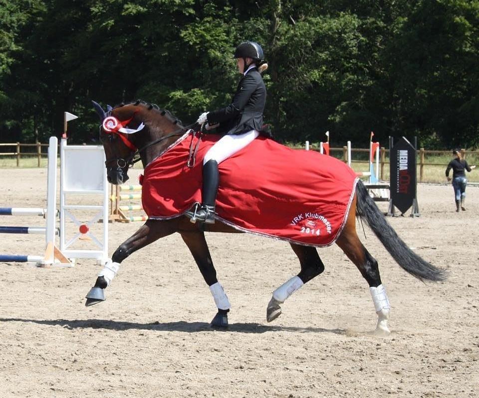 Dansk Varmblod First Move A.B. billede 16