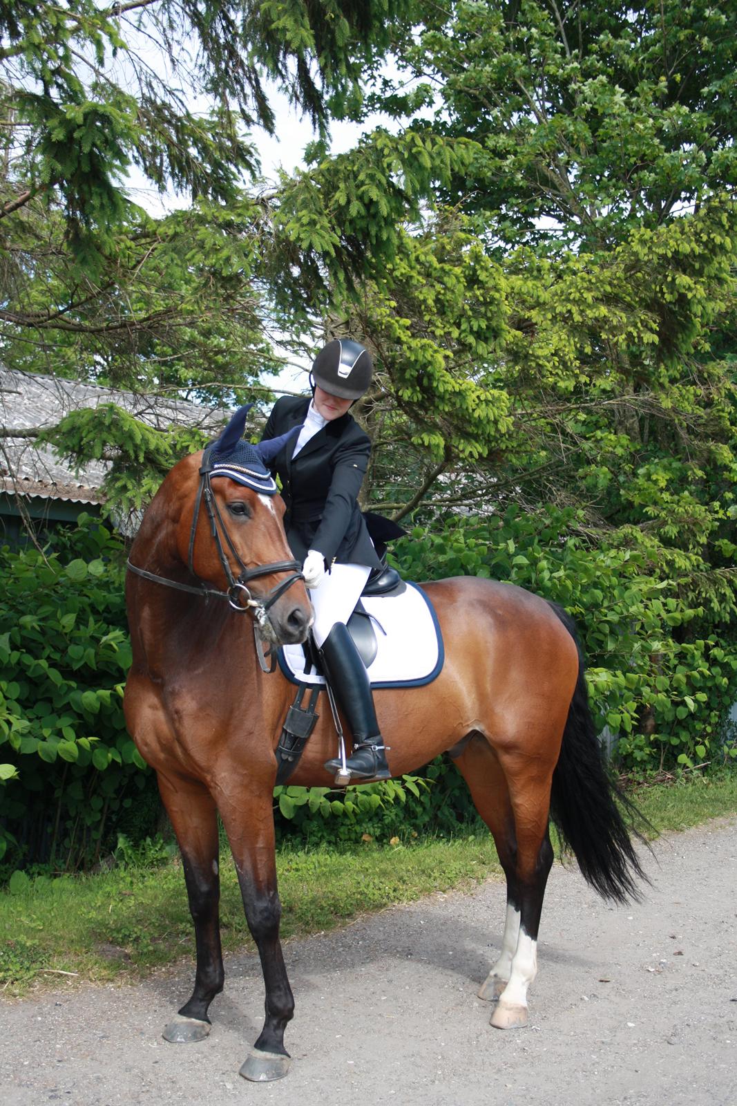 Dansk Varmblod First Move A.B. billede 17