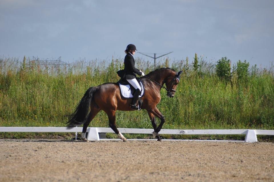 Dansk Varmblod First Move A.B. billede 19