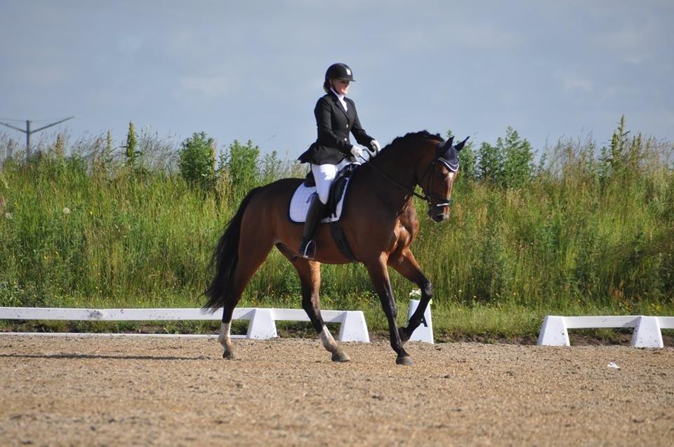 Dansk Varmblod First Move A.B. billede 20