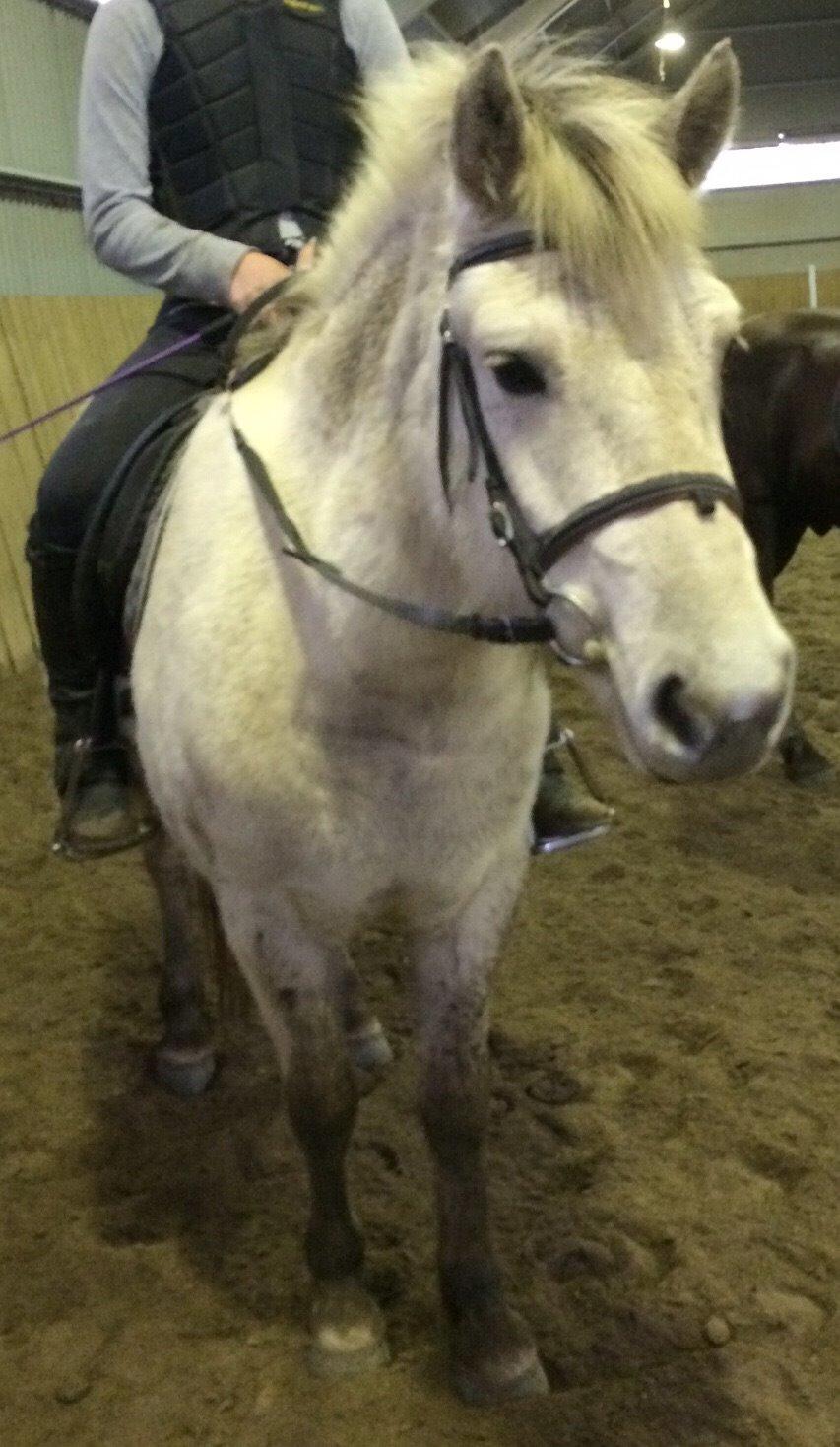 Fjordhest Bjørk Bindernæs (Følle) [Elevhest] billede 13