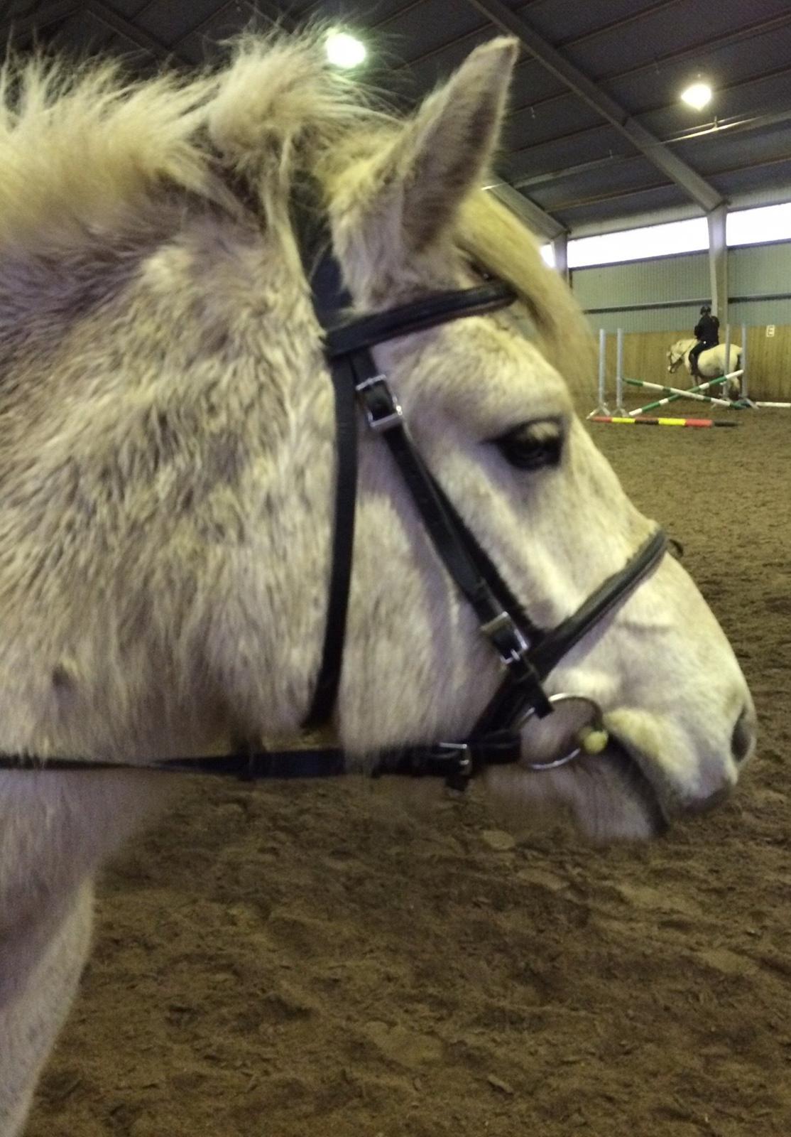 Fjordhest Bjørk Bindernæs (Følle) [Elevhest] billede 14