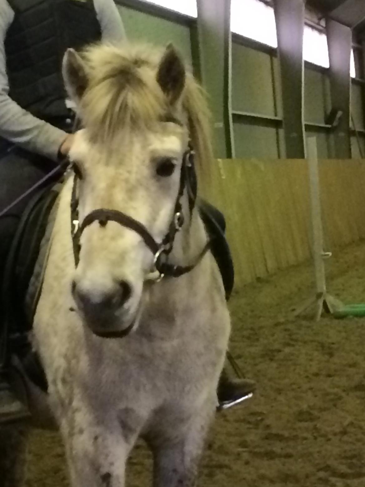 Fjordhest Bjørk Bindernæs (Følle) [Elevhest] billede 15