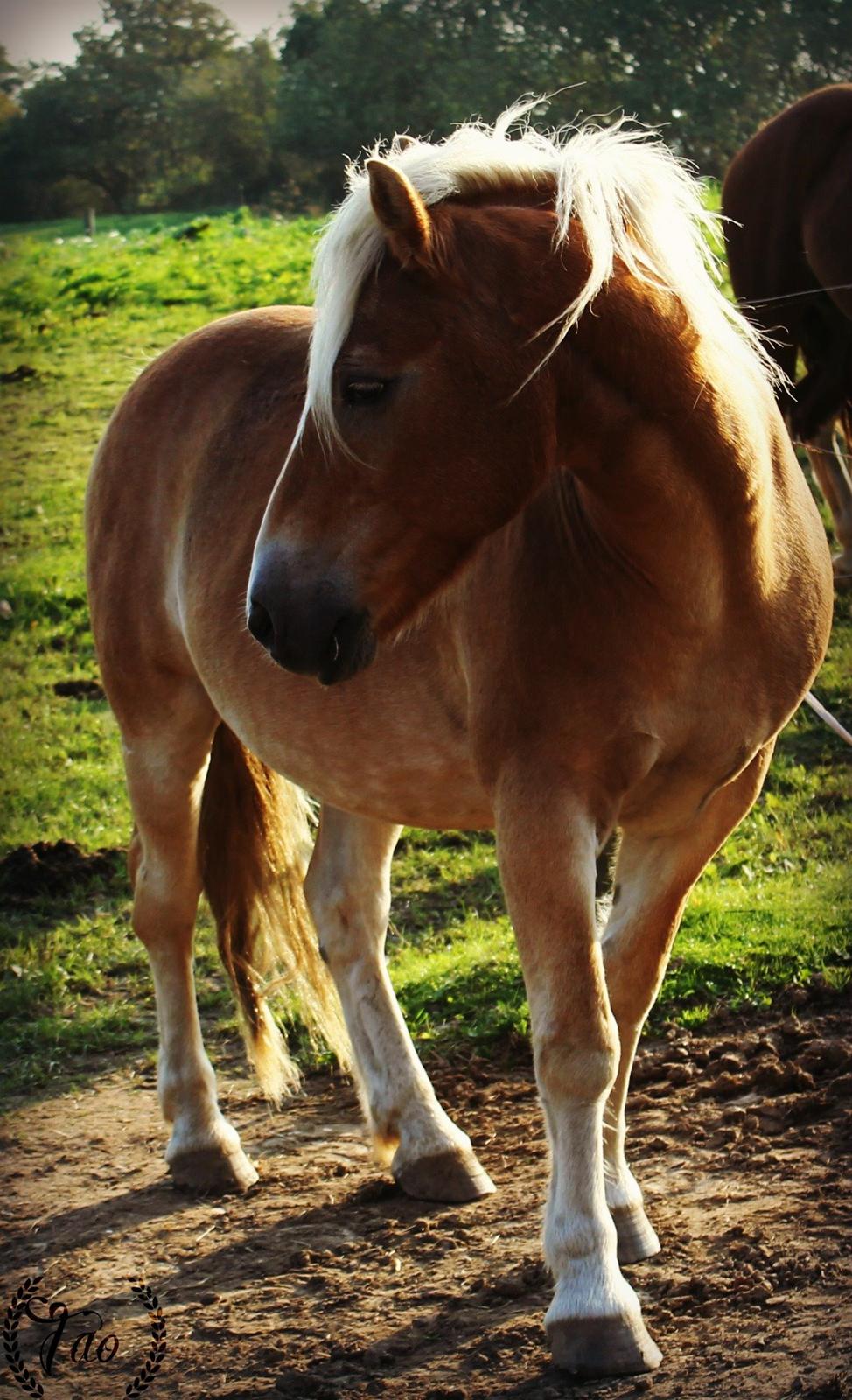 Haflinger Marko billede 3