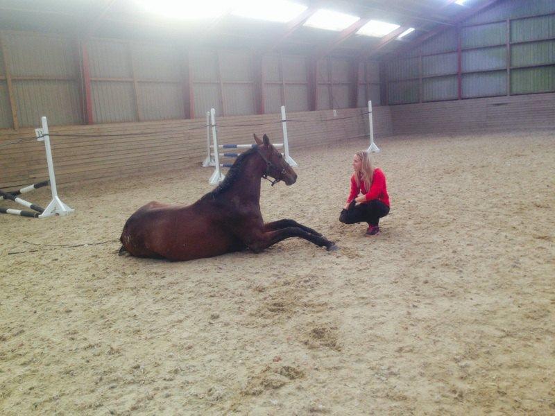 Dansk Varmblod Hedelunds Fiola - Fiola tager en lur efter hendes første løsspring :) billede 27