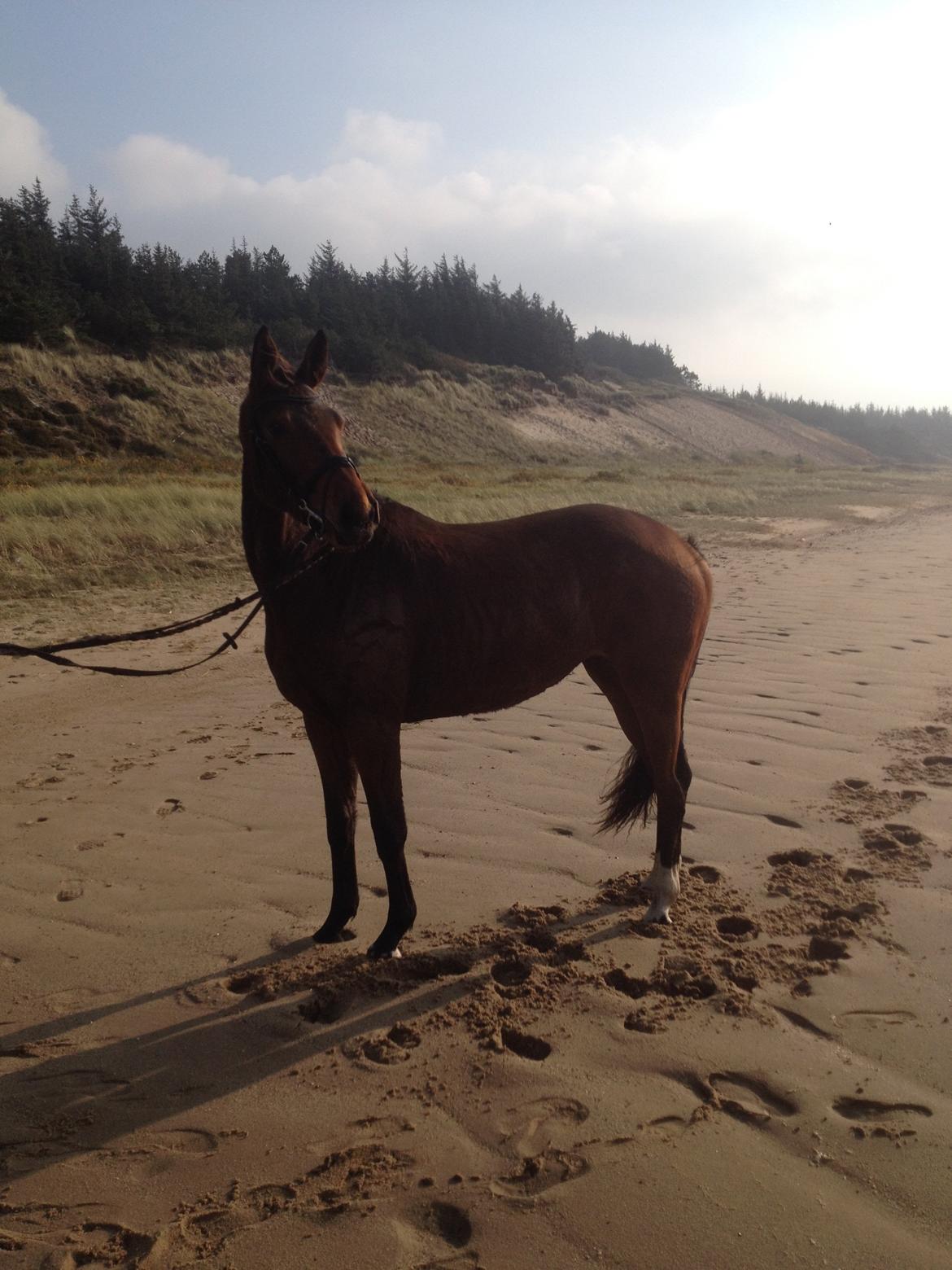 Dansk Varmblod Hedelunds Fiola - gå tur på stranden en smuk efterårs dag 011114 billede 30