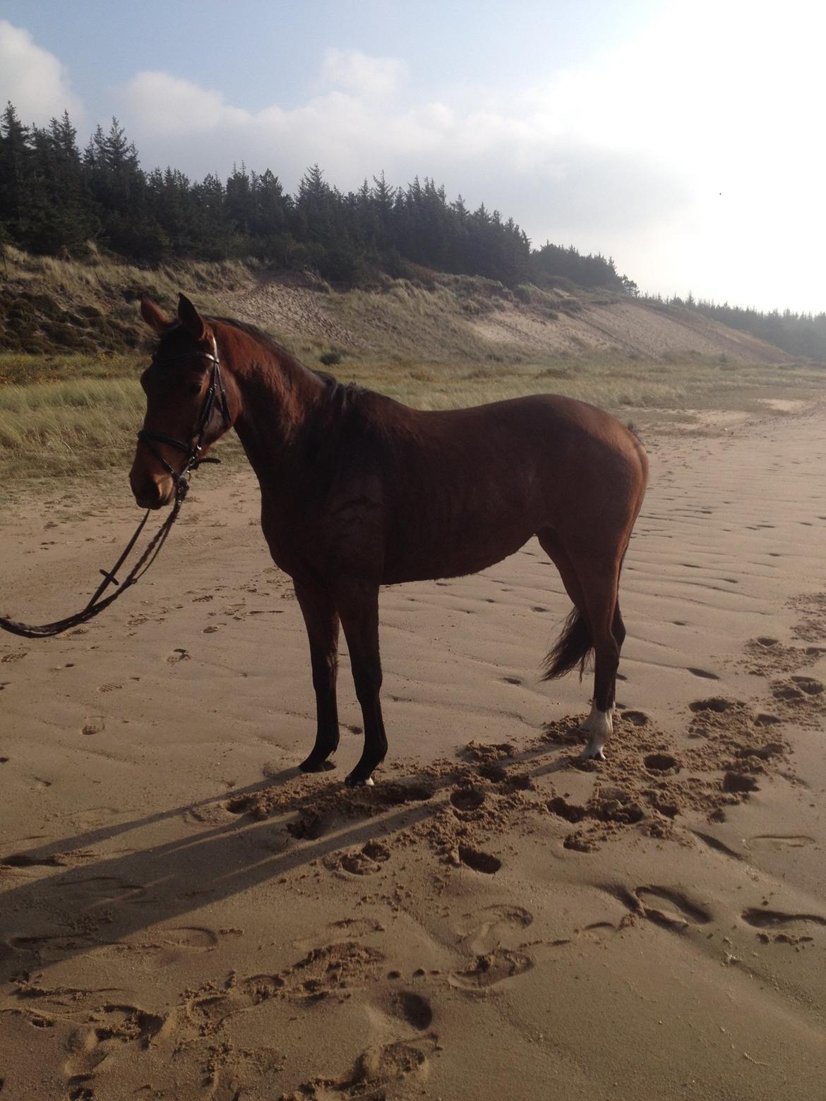 Dansk Varmblod Hedelunds Fiola - gå tur på stranden en smuk efterårs dag 011114 billede 31