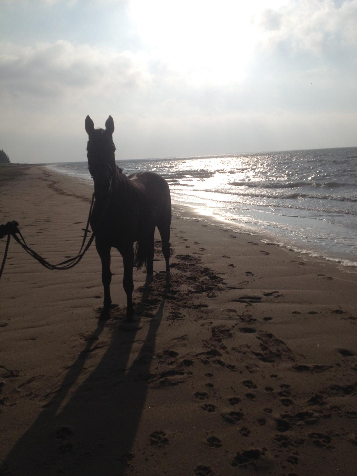 Dansk Varmblod Hedelunds Fiola - gå tur på stranden en smuk efterårs dag 011114 billede 32