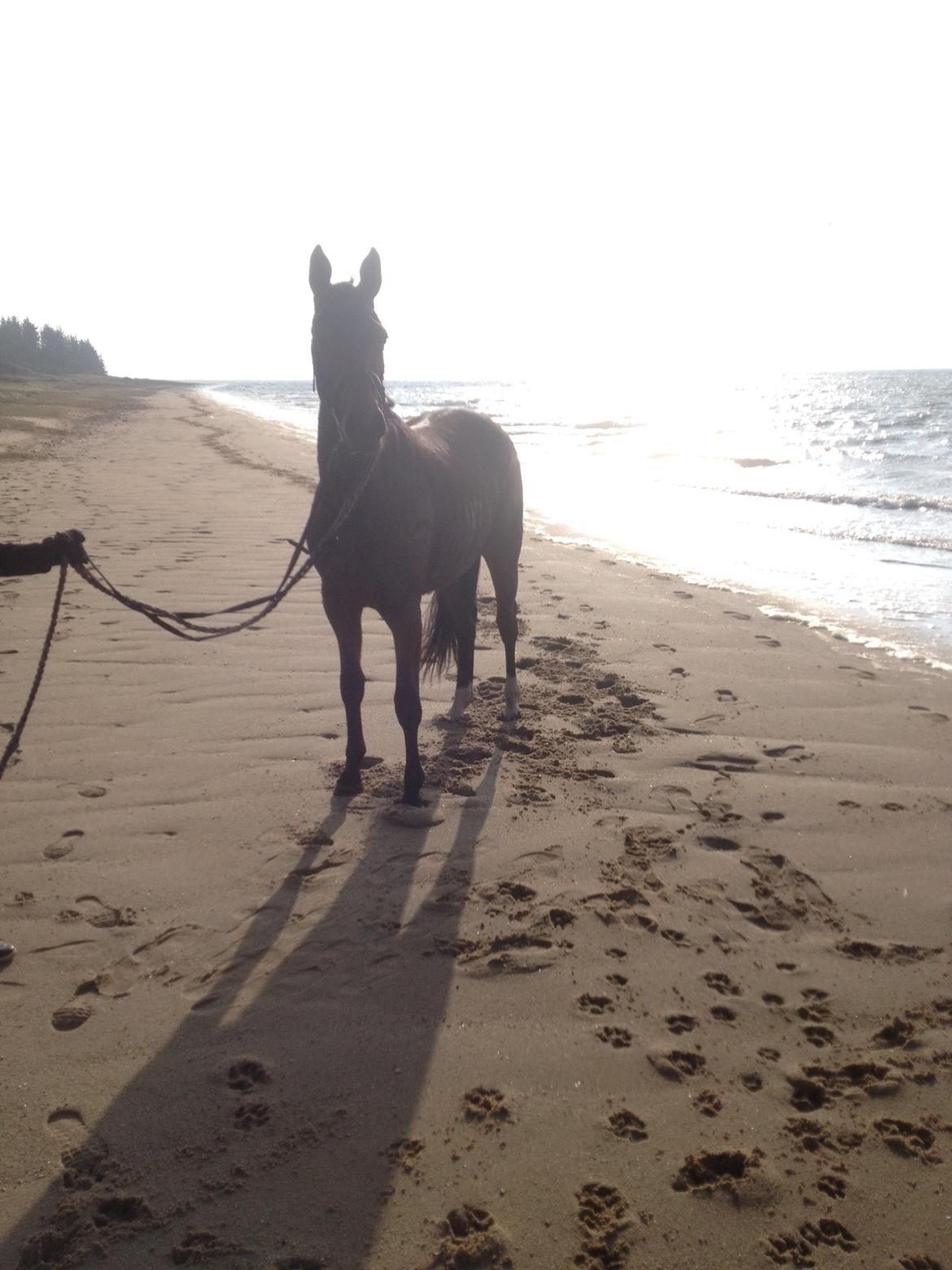 Dansk Varmblod Hedelunds Fiola - gå tur på stranden en smuk efterårs dag 011114 billede 33