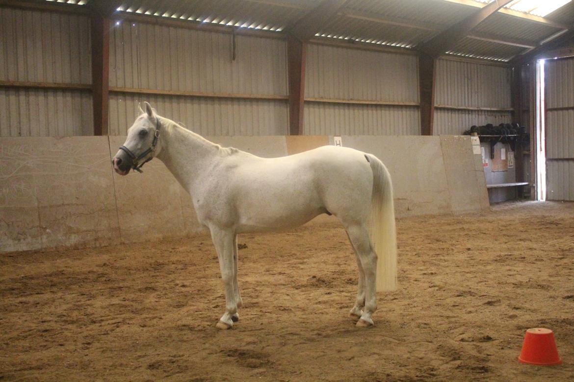 Arabisk fuldblod (OX) Ta Malim OX (Tamse) - i fuld figur<3 billede 2