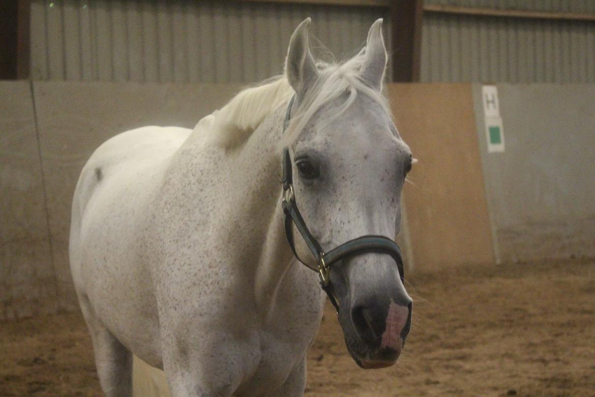 Arabisk fuldblod (OX) Ta Malim OX (Tamse) billede 7