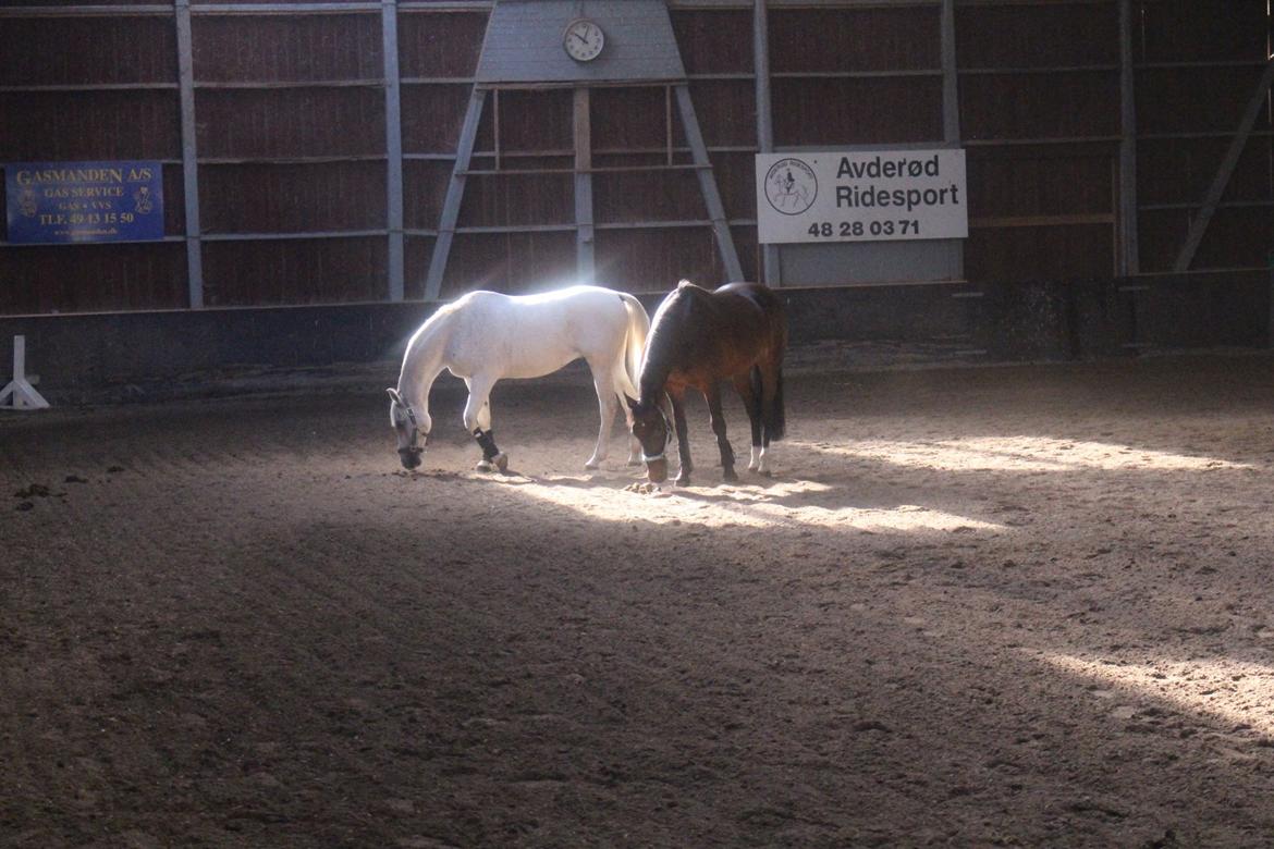 Arabisk fuldblod (OX) Ta Malim OX (Tamse) - Tamse og hans bedste ven Tiger i ridehuset!! billede 3