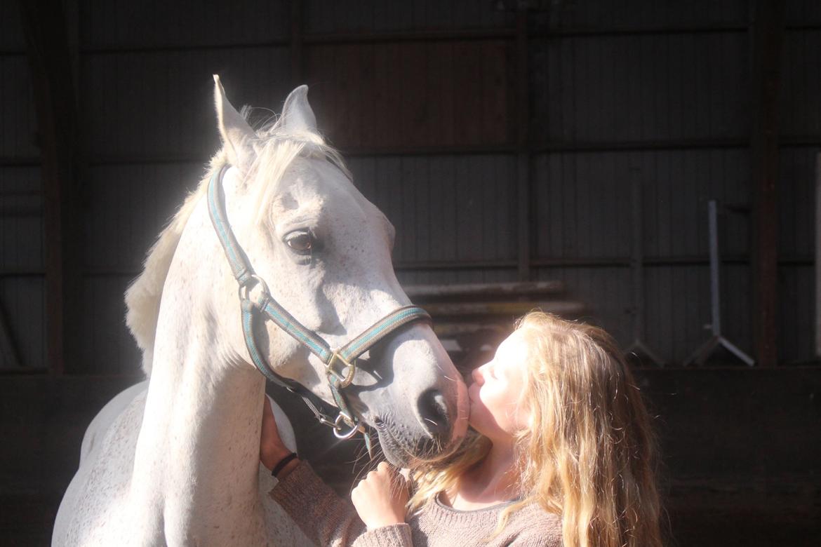 Arabisk fuldblod (OX) Ta Malim OX (Tamse) - Tamse og jeg<3 billede 6