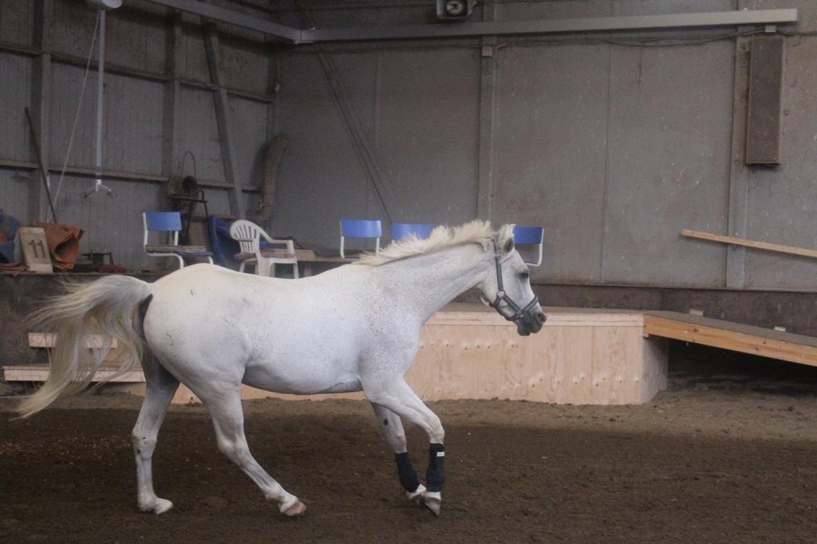 Arabisk fuldblod (OX) Ta Malim OX (Tamse) - Hvad laver han?? billede 10