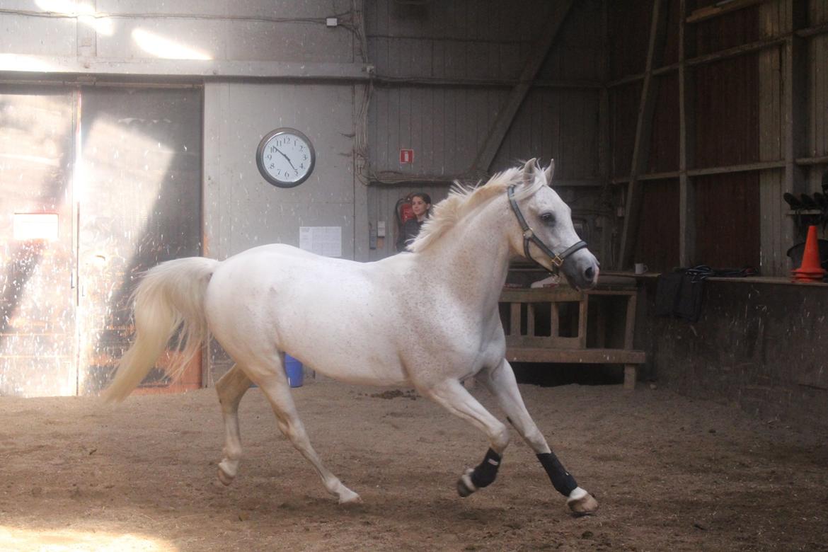 Arabisk fuldblod (OX) Ta Malim OX (Tamse) billede 14