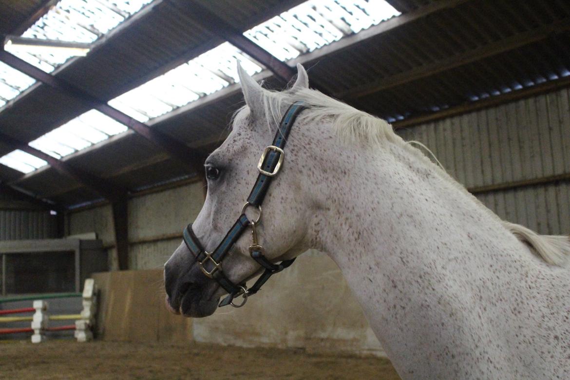 Arabisk fuldblod (OX) Ta Malim OX (Tamse) - velkommen til Tamses profil <3<3 billede 1