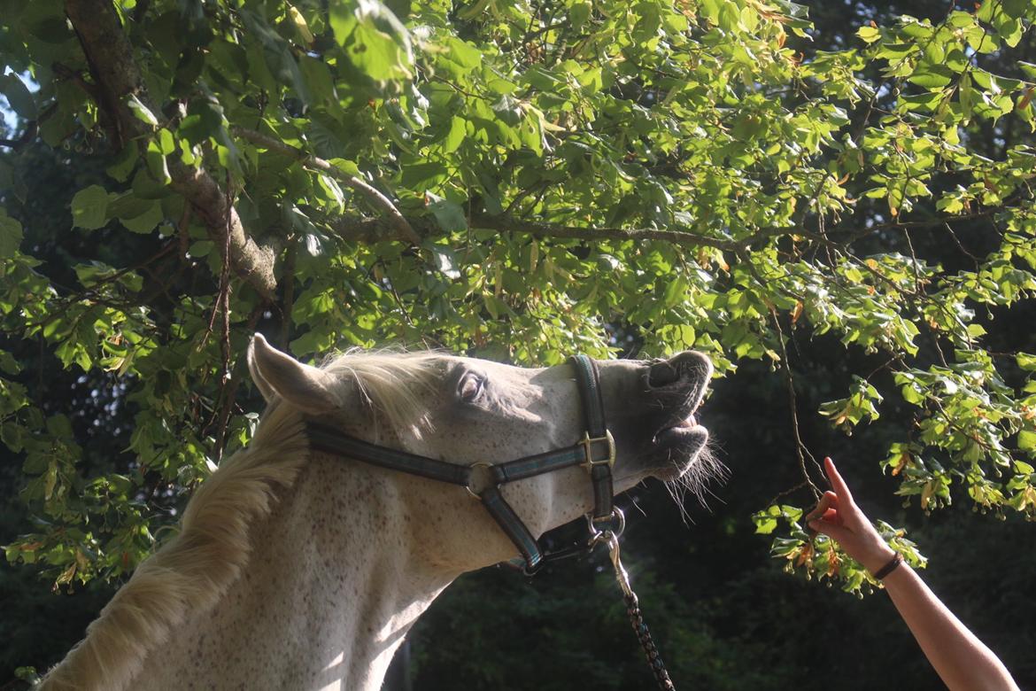 Arabisk fuldblod (OX) Ta Malim OX (Tamse) - se hvor han kan smiiiile<3 billede 20