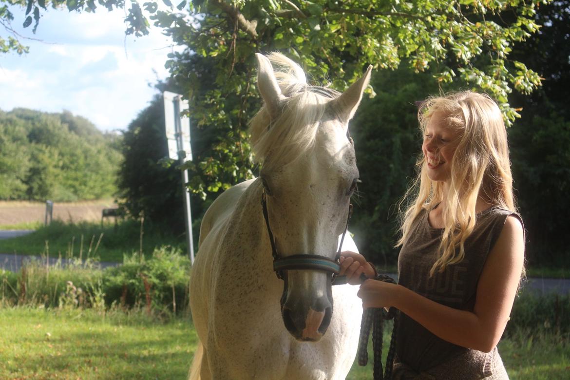 Arabisk fuldblod (OX) Ta Malim OX (Tamse) billede 9