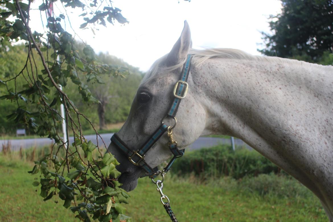 Arabisk fuldblod (OX) Ta Malim OX (Tamse) billede 16