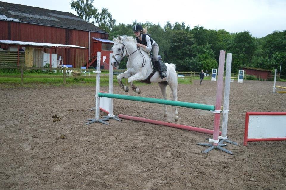 Arabisk fuldblod (OX) Ta Malim OX (Tamse) billede 11