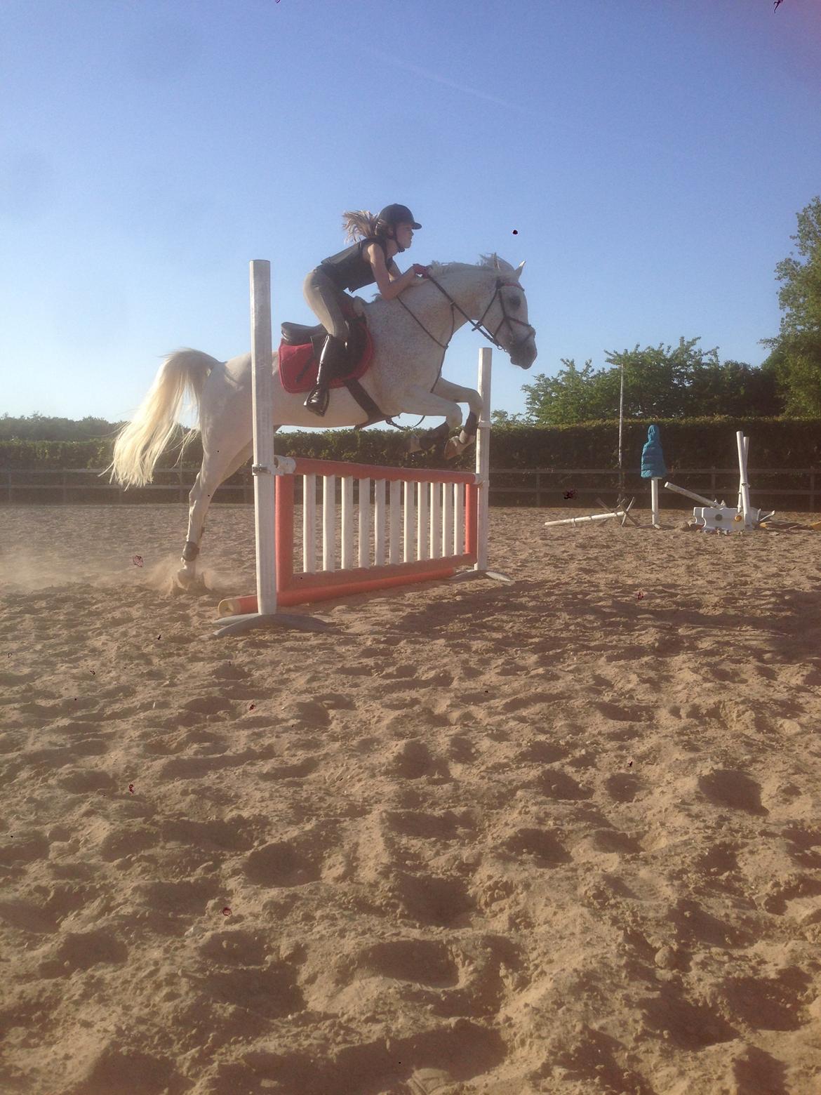 Arabisk fuldblod (OX) Ta Malim OX (Tamse) billede 8