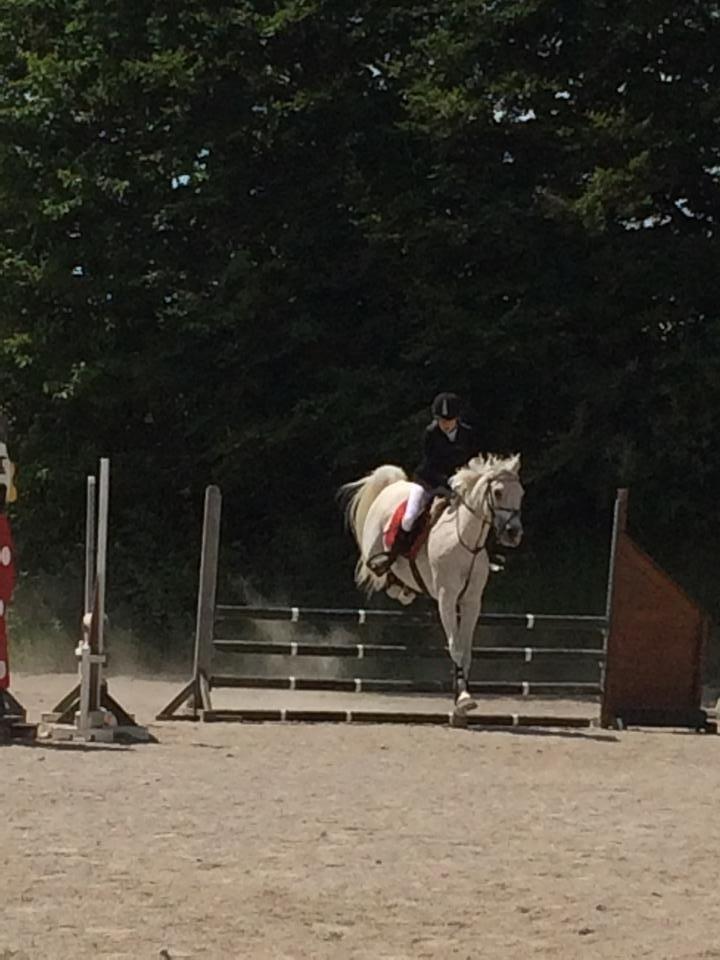 Arabisk fuldblod (OX) Ta Malim OX (Tamse) - stævne på GBR 90cm billede 18