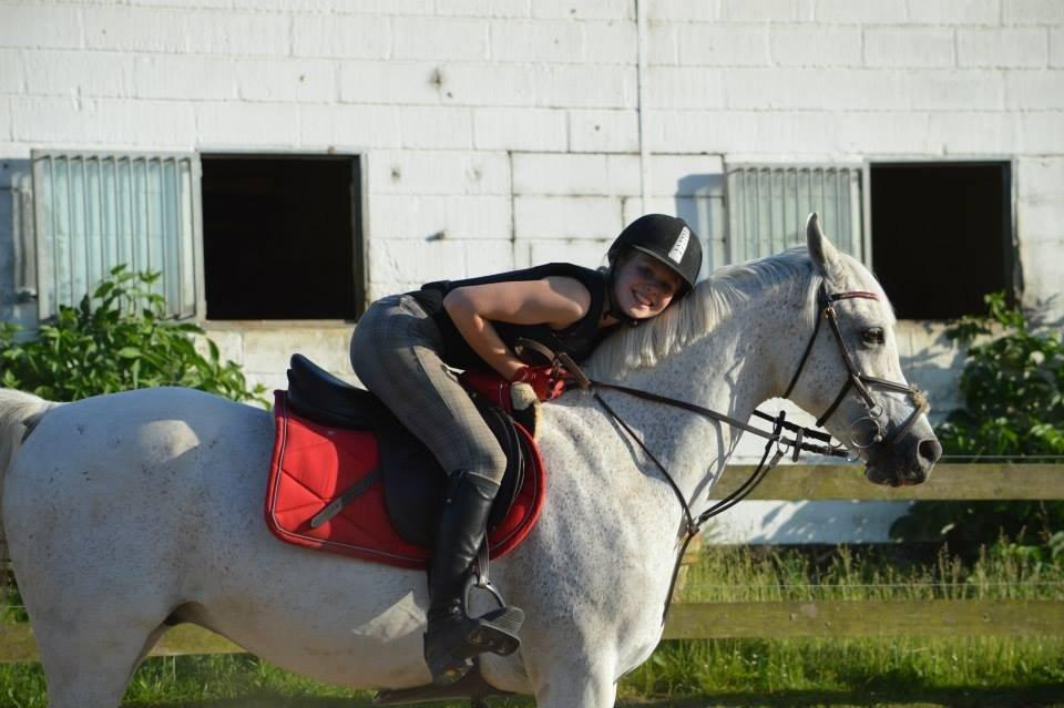 Arabisk fuldblod (OX) Ta Malim OX (Tamse) - jeg elsker dig basse<3 billede 15