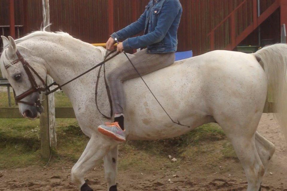 Arabisk fuldblod (OX) Ta Malim OX (Tamse) - dressuuuur!! billede 4