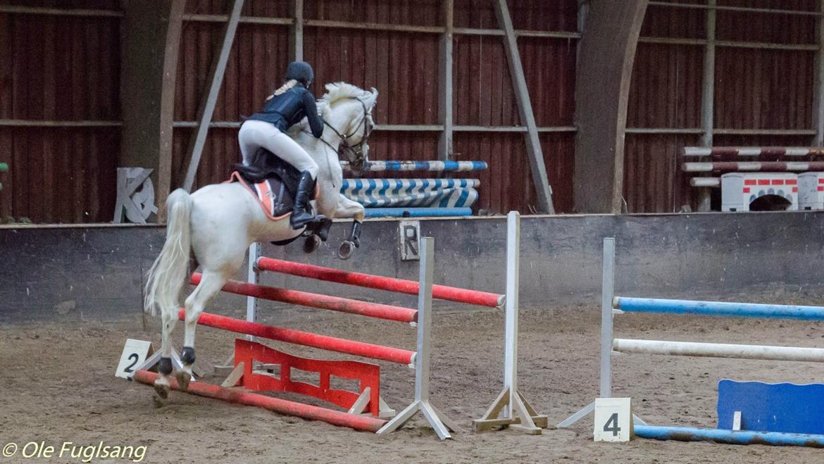 Arabisk fuldblod (OX) Ta Malim OX (Tamse) - stævne på ØRK springet er 1m!<3 billede 13