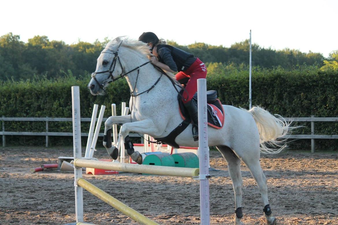 Arabisk fuldblod (OX) Ta Malim OX (Tamse) billede 12