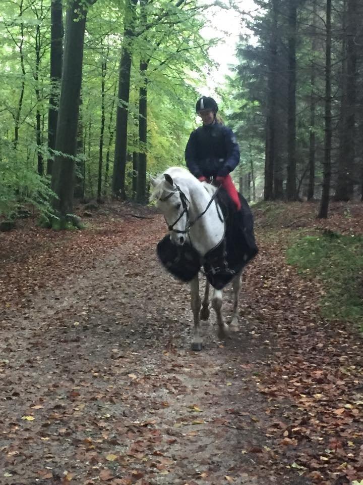 Arabisk fuldblod (OX) Ta Malim OX (Tamse) billede 19