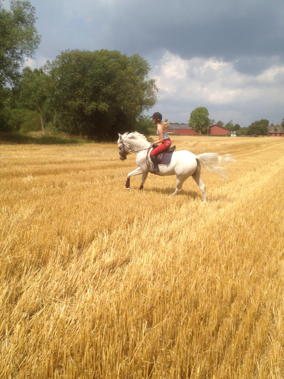 Arabisk fuldblod (OX) Ta Malim OX (Tamse) - bassen på marken<3 billede 5