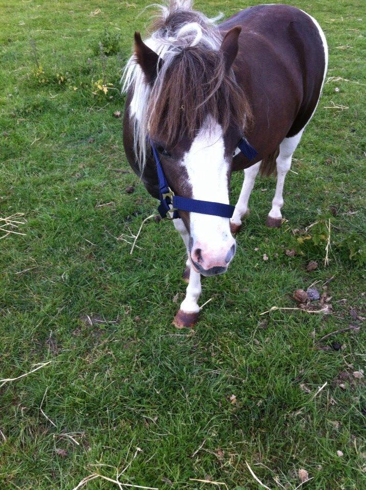 Shetlænder Beauty billede 1