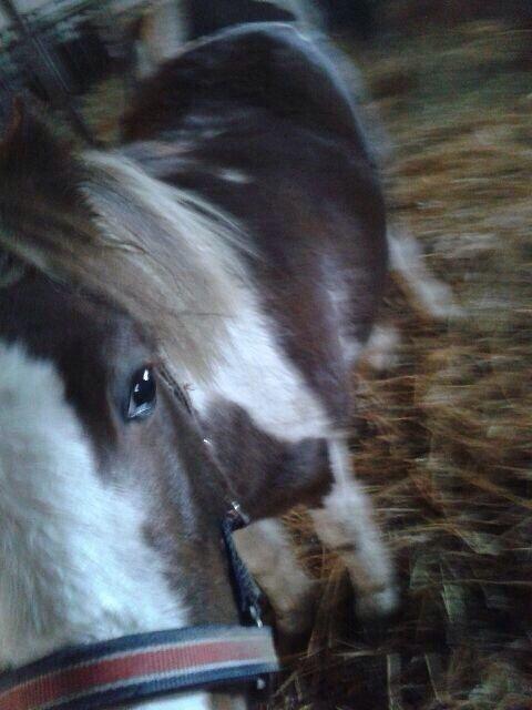 Shetlænder Beauty billede 5