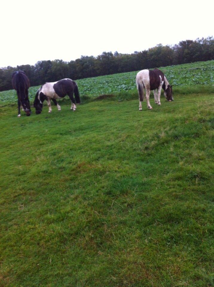 Shetlænder Beauty billede 6