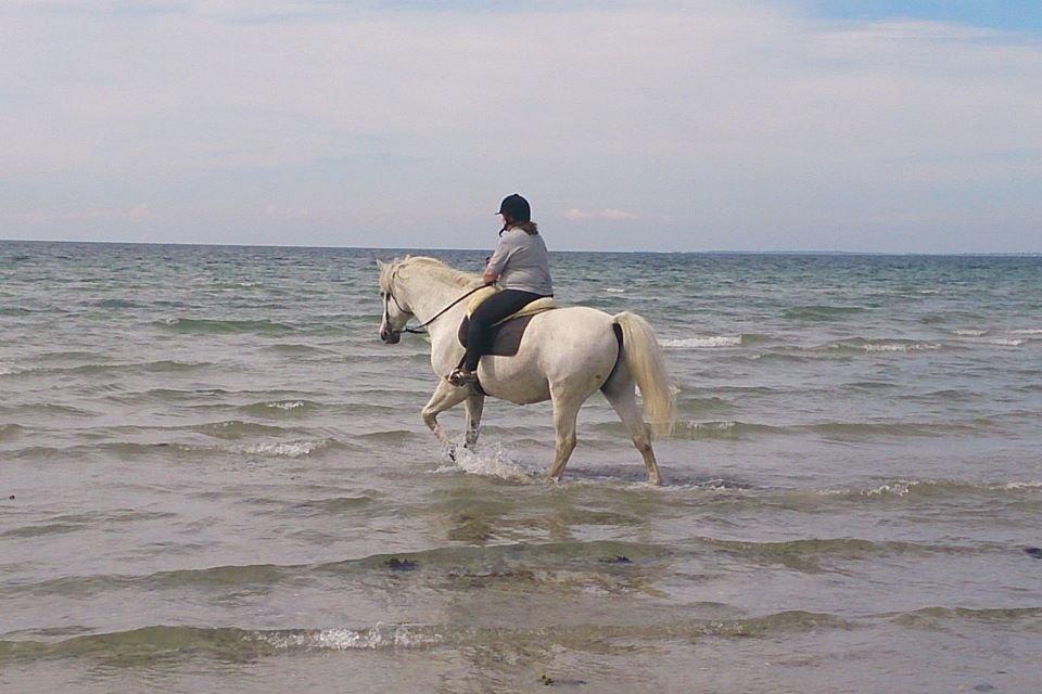 Anden særlig race Aslan - 1. gang på stranden (21 år)... maj 2014 billede 11