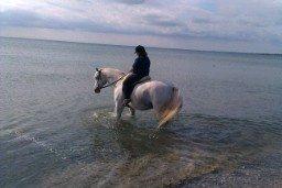 Anden særlig race Aslan - 2. gang på stranden... maj 2014 billede 12