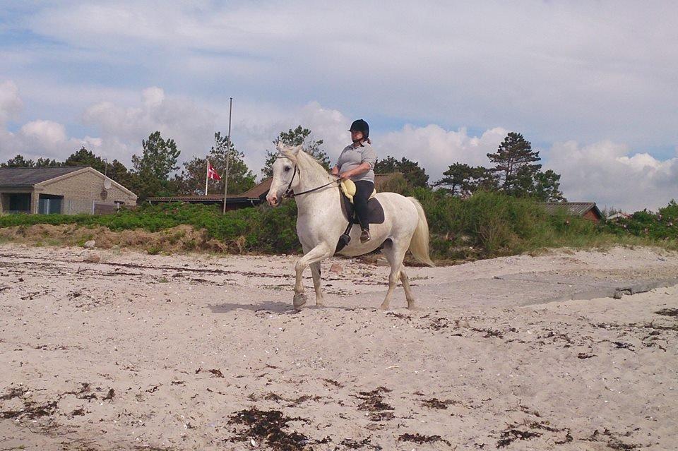 Anden særlig race Aslan - 1. gang på stranden (21 år)... maj 2014 billede 10