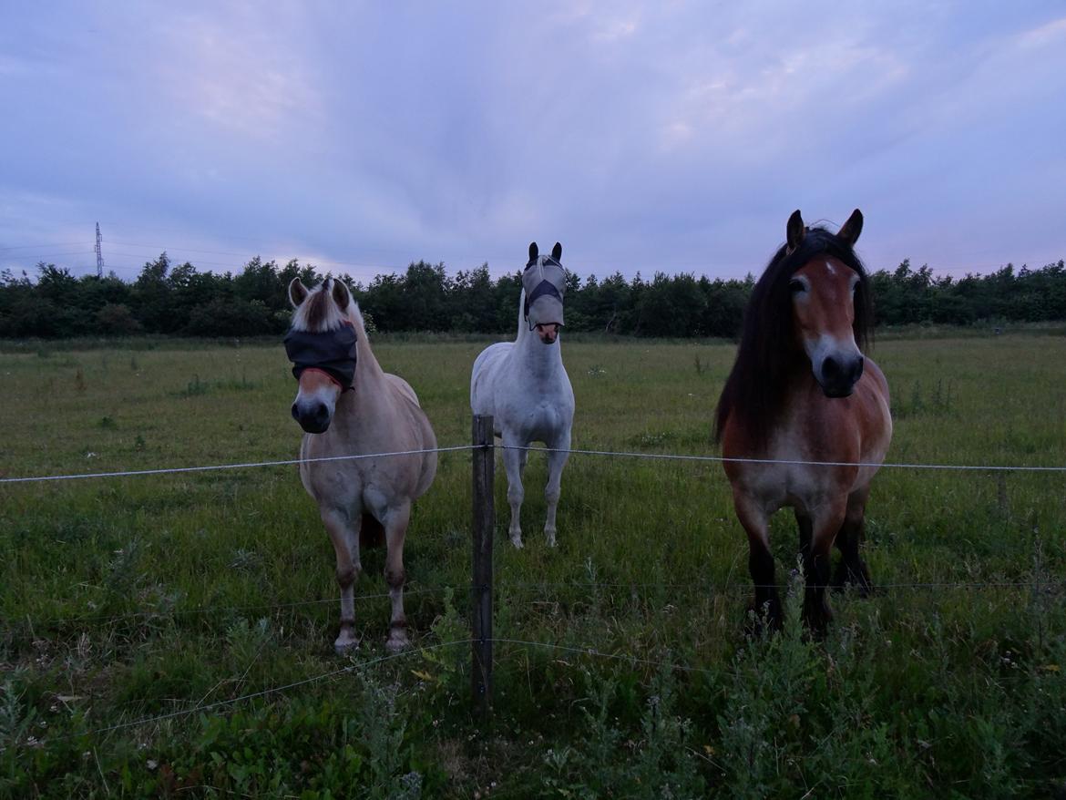 Anden særlig race Aslan - 3 skønne drenge... Buller, Aslan og Tjalfe, Skt. Hans 2014 billede 15