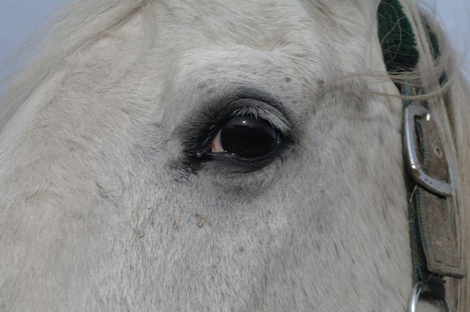 Anden særlig race Aslan - Oktober 2014 - tak for billedet Sille (o: billede 16