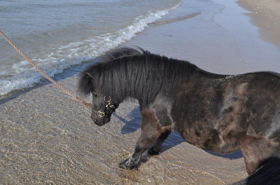 Shetlænder Stjernens Obelix billede 10